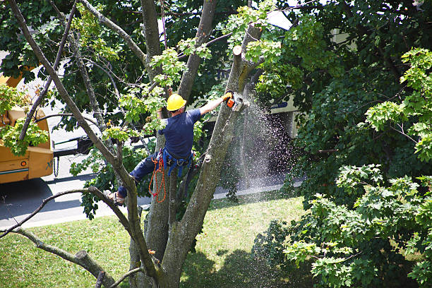 How Our Tree Care Process Works  in  Oak Grove, VA